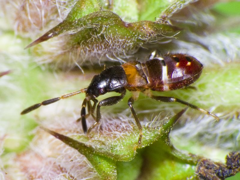 Raglius alboacuminatus (Goeze, 1778)